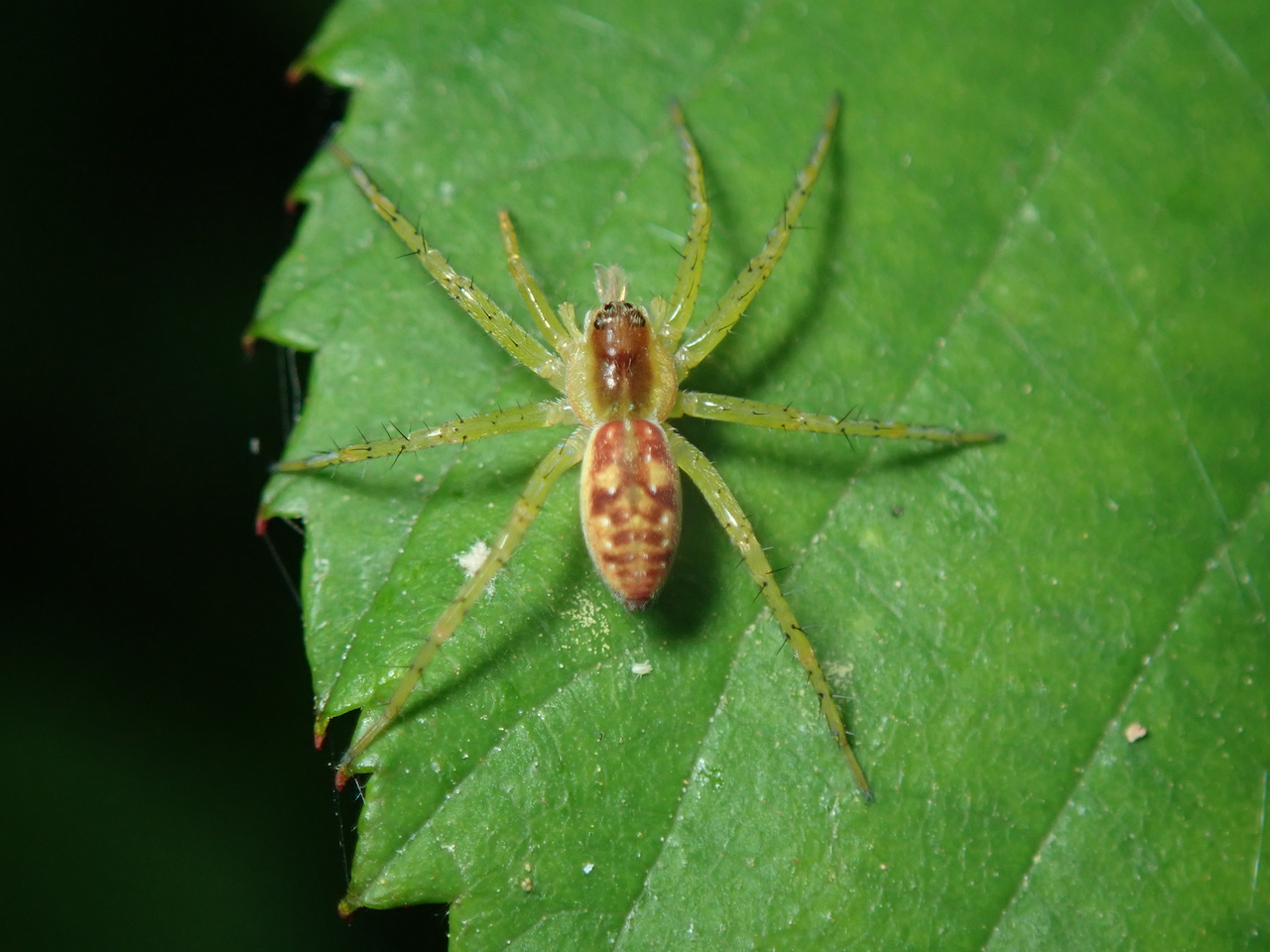 Dolomedes fimbriatus